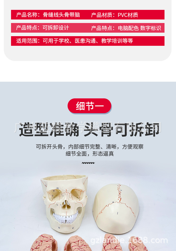 骨縫線頭骨附腦模型 人體頭顱骨 大腦模型 神經(jīng)科顱腦解剖 頭骨